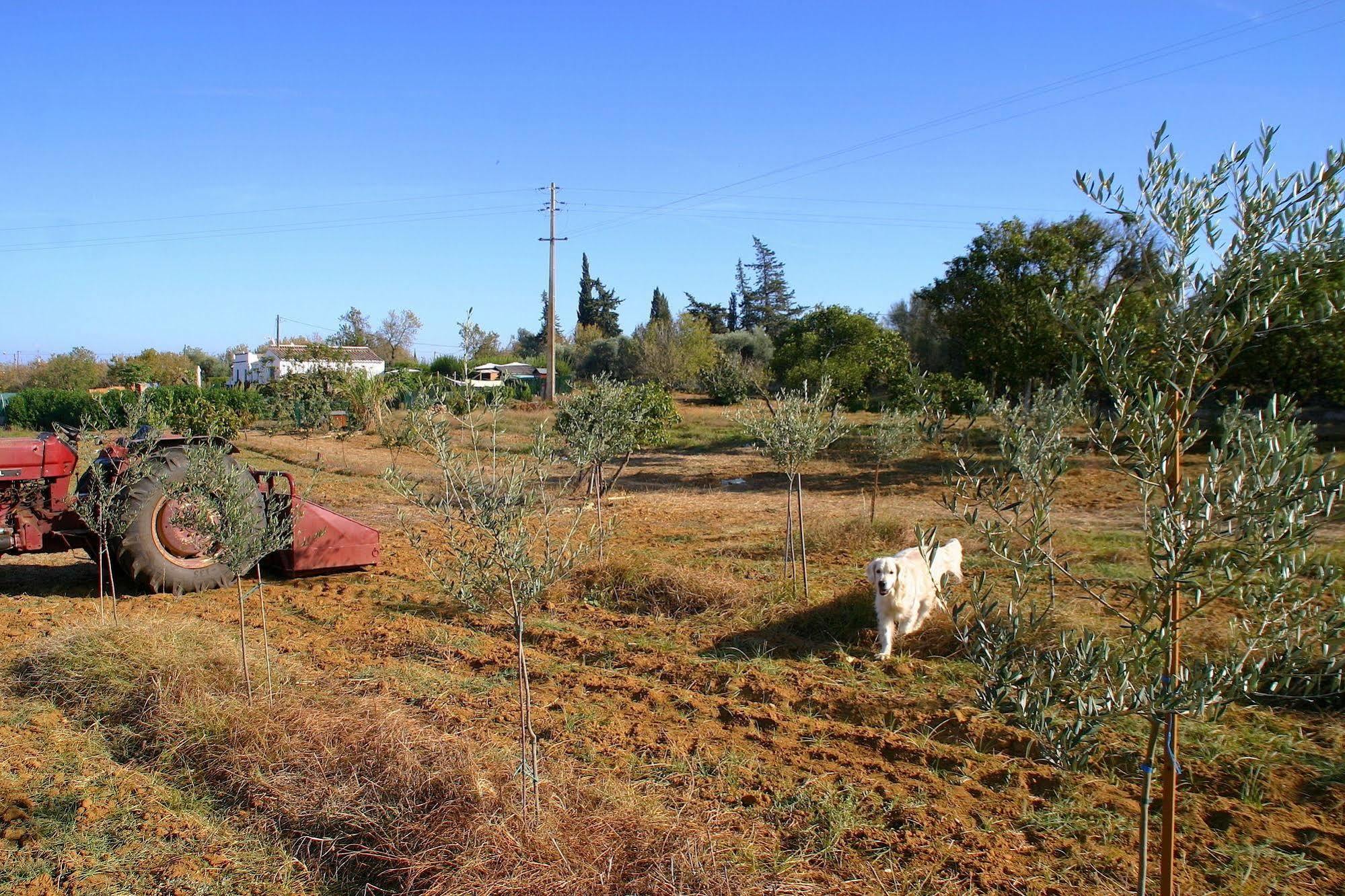 Quintinha Da Foz Guest House Sao Pedro  Εξωτερικό φωτογραφία